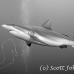 shark_greyreef_kk_h_0705_png1569_bw.jpg